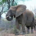 Elephant 